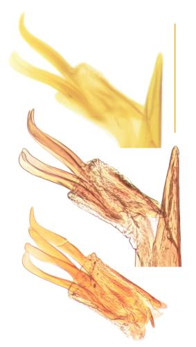 Réf. 321 082 : Heterothops minutus